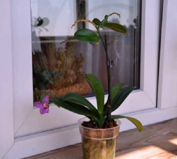 Перемещение орхидеи в тень стимулирует последующее появление деток