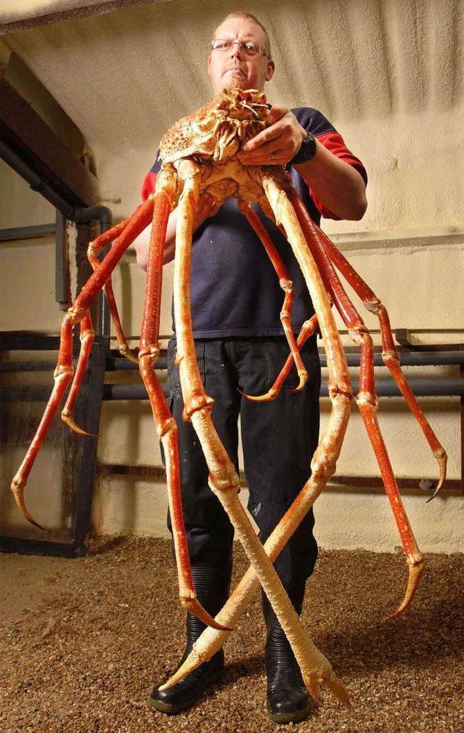 Самые большие животные в мире, Японский краб-паук