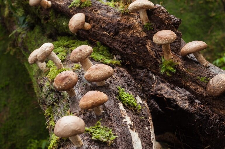 Лечебные свойства китайских грибов