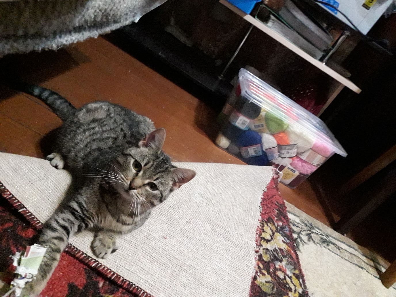 кошка в доме