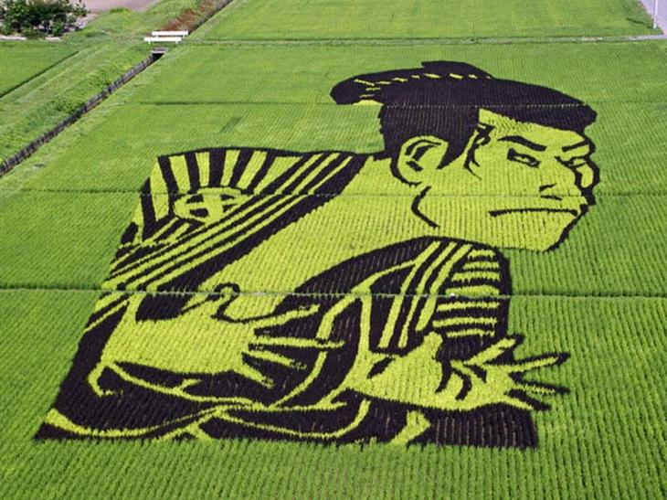 Искусство тамбо — невероятные картины на рисовых полях Японии история,путешествие,рисовые поля,тамбо,япония