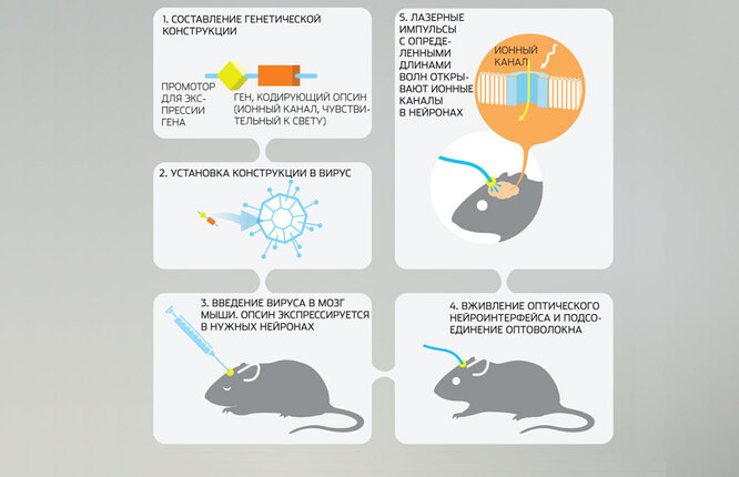 Куда деваются воспоминания, когда мы забываем: оптогенетика генетика,мозг,наука