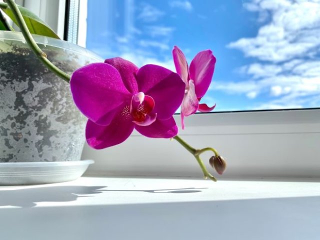 Как помочь орхидее перенести жаркое лето комнатные растения,цветоводство