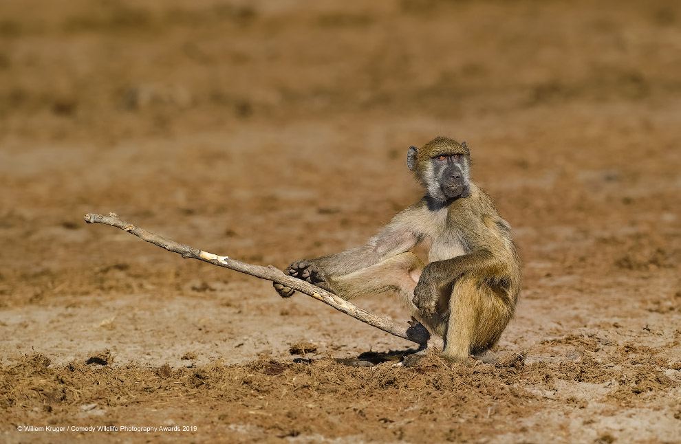 Фотографии финалистов Comedy Wildlife Photography Awards 2019