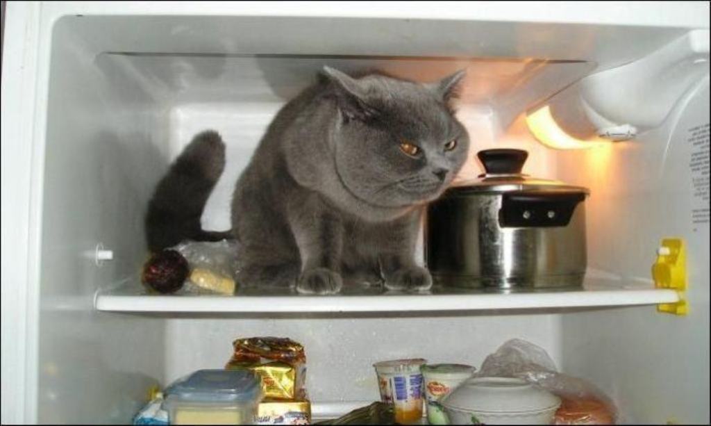 Фотография: Коты в холодильниках №31 - BigPicture.ru