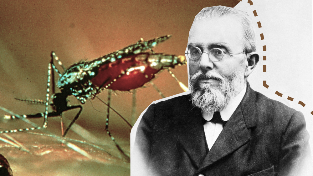 История малярии, или За что дали три Нобелевки