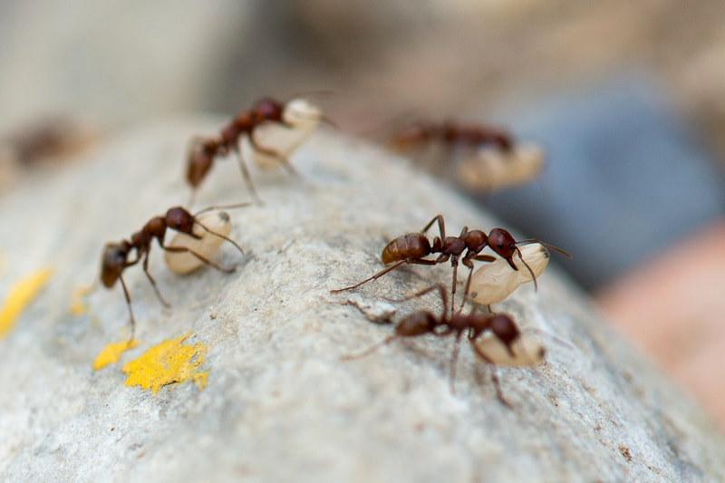 Особенности жизни муравьев-рабовладельцев