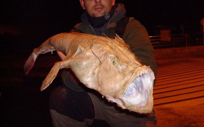 В общем, не все уловы одинаково полезны морские монстры, рыбалка, рыбы