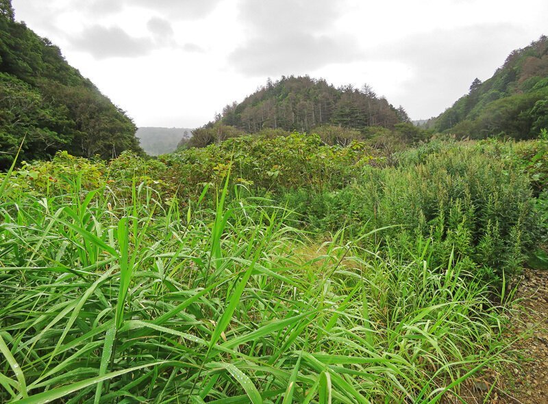 Кунашир: мыс Столбчатый Кунашир: мыс Столбчатый