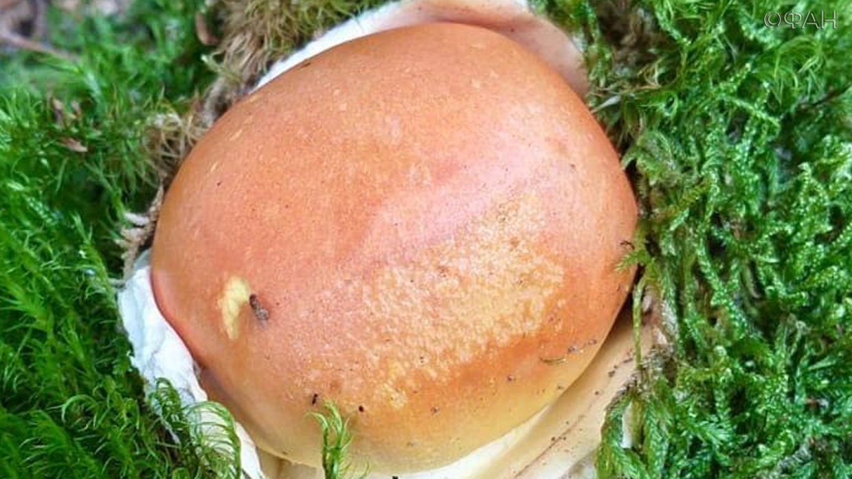 Сильные ливни на Кубани сыграли на руку грибникам, ФАН узнал подробности Сильные ливни на Кубани сыграли на руку грибникам, ФАН узнал подробности Общество