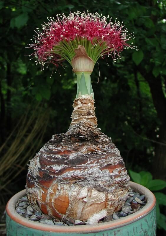 Боофоне дистика (Boophone disticha) Боофоне (Boophone) — многолетняя надземная луковица из семейства Амариллисовых (Amarillidaceae) "голые", интересное, красота, природа, растения, факты
