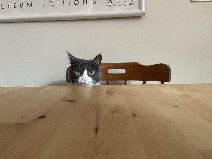 Люди вынуждены работать дома из-за карантина и вот как питомцы им помогают 