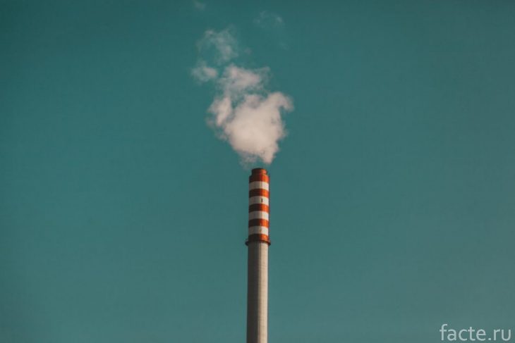 5 продуктов, производство которых убивает нашу планету