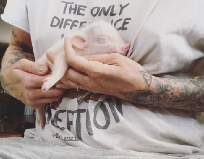 piglet 4