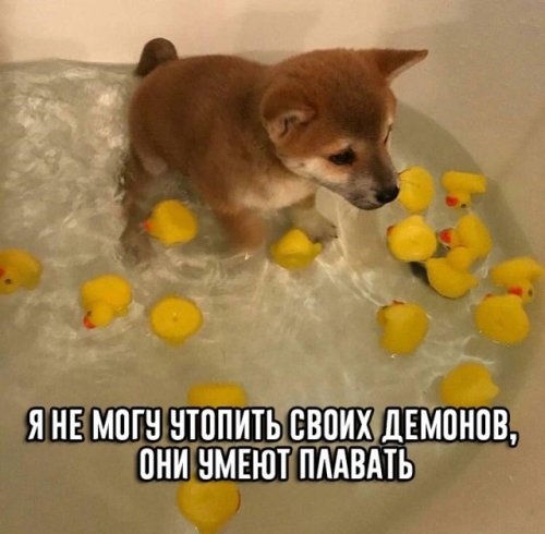 Позитивная подборка фото-приколов Позитивная подборка фото-приколов mir-interes.info