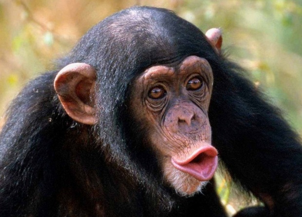 Картинки по запросу шимпанзе
