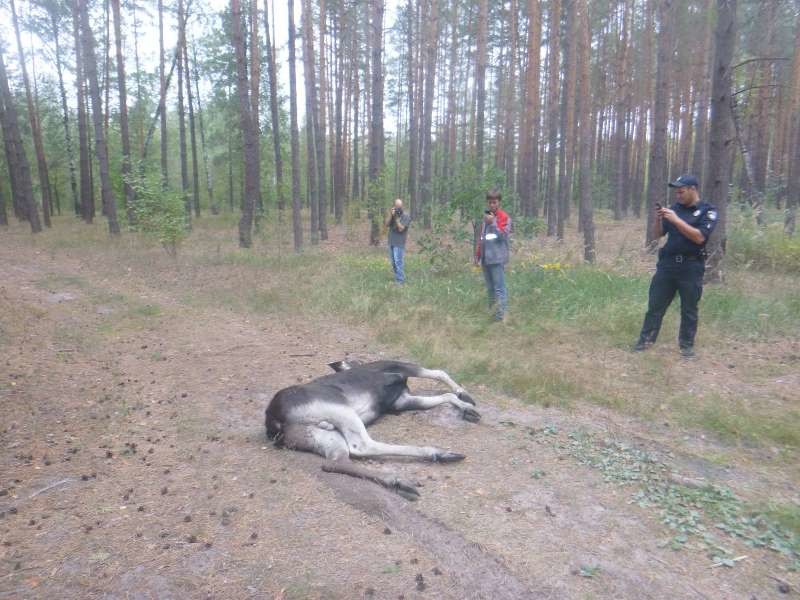 В Киеве провели масштабную операцию по спасению лося днепр, добро. люди, животные, киев, лось, спасение