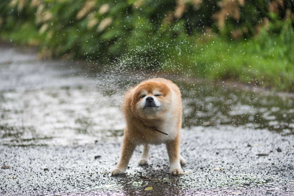 pic