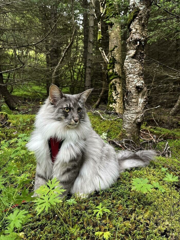 Величественные красавцы: норвежские лесные кошки кошки, грива, кошек, Норвежские, стихииОни, прогулкеСколько, снегНа, любит, очень, дурачитьсяКтото, могут, котикВ, своей, сколько, норвежский, пушистостьМаленький, шубаСплошная, силаЗимняя, пушистика, фотогеничностьДва