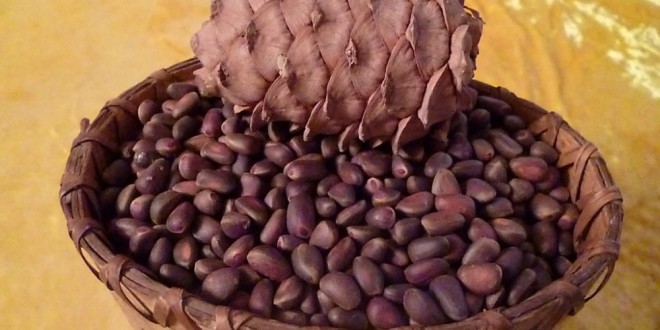 Lechenie-miomy-kedrovymi-orehami-003