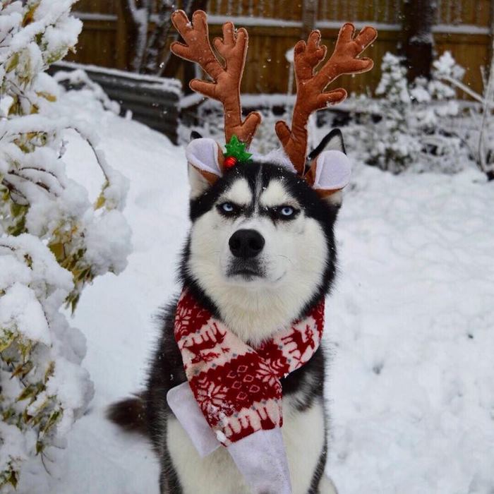 angry-husky-christmas-photoshoot-anuko-7