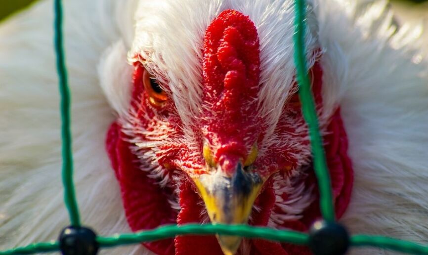 Орнитолог назвал группы повышенного риска заражения птичьим гриппом среди людей