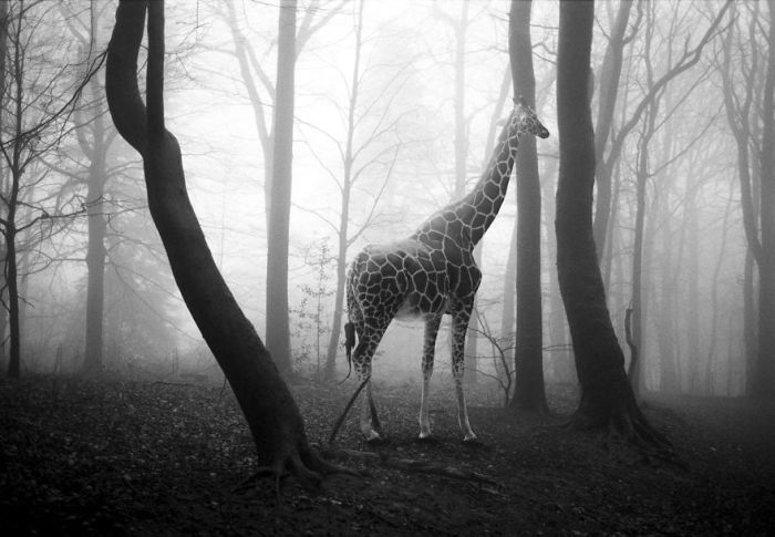 Черно-белые фотографии невольно заставляют задуматься о судьбе диких животных.