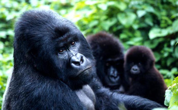 Горная горилла: фото, описание