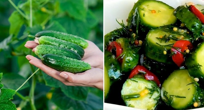 Шикарные медовые огурчики, которые идеально подходят под любой шашлык Шикарные медовые огурчики, которые идеально подходят под любой шашлык Закуски,салаты