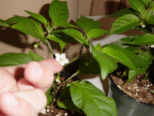 Забор из перца в московской квартире: городской фермер делится опытом Забор из перца в московской квартире: городской фермер делится опытом огород