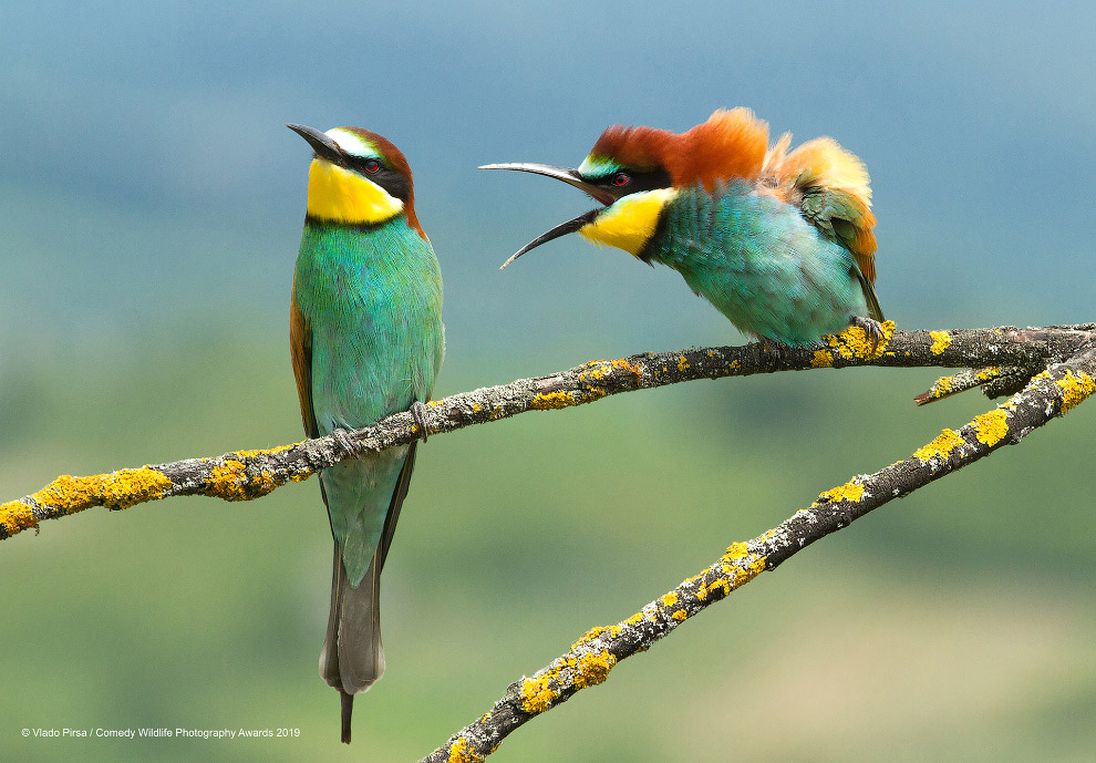 Фотографии финалистов Comedy Wildlife Photography Awards 2019