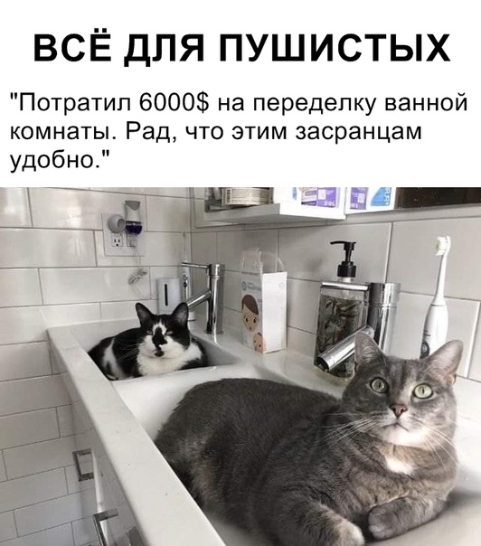 Подборка забавных фотографий и веселых картинок с надписью для позитива Подборка забавных фотографий и веселых картинок с надписью для позитива картинки с надписями,красивые фотографии,прикольные картинки,смешные комментарии,фото приколы,шикарные фотографии