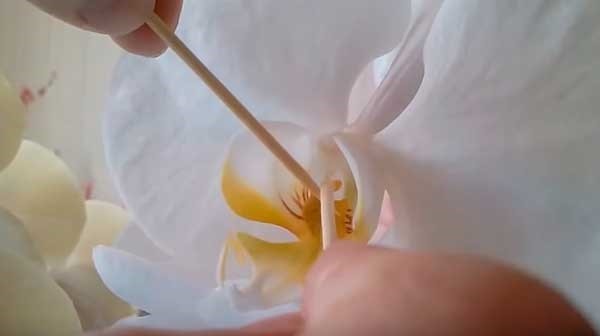 Процедура опыления орхидеи при помощи зубочисток