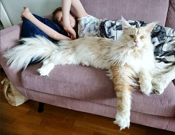 С любимым человеком на диване. Instagram lotus_the_mainecoon.