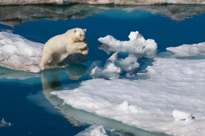 Полярная одержимость Пола Никлена (Paul Nicklen) (9 фото)