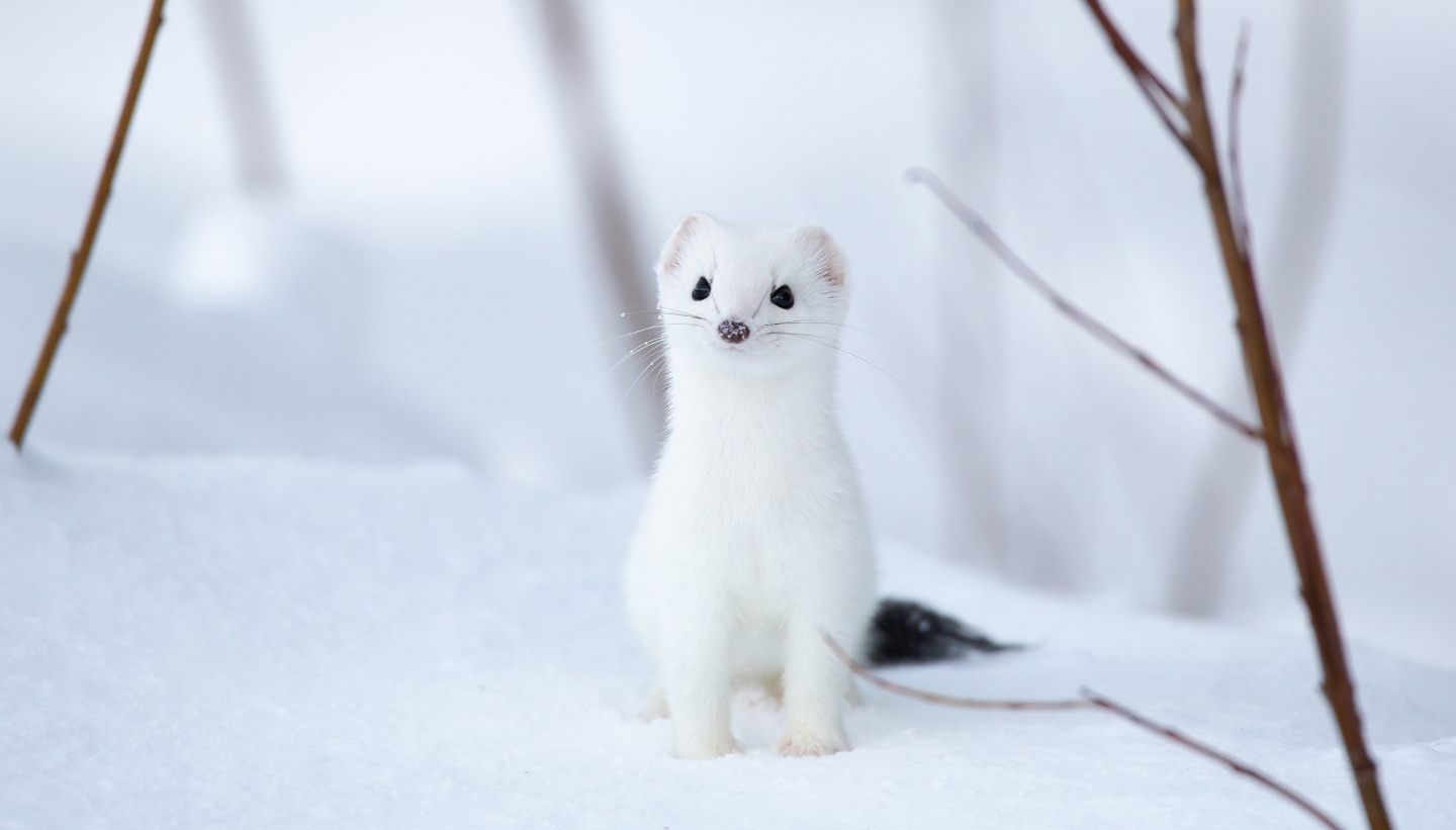 Кроме белого медведя: 10 животных, которые живут в Гренландии берегов, мешок, нерпа, среди, сородичей, гренландские, могут, Гренландии, хищников, редко, время, поисках, своих, Гренландский, леммингов, льдов, тюлени, темной, снегом, отличие