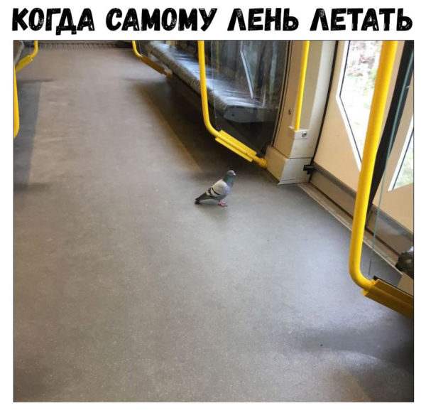 Солянка юмора из сети