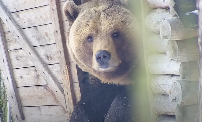 Егерь снял на камеру, как медведь выходит из 20-дневной спячки