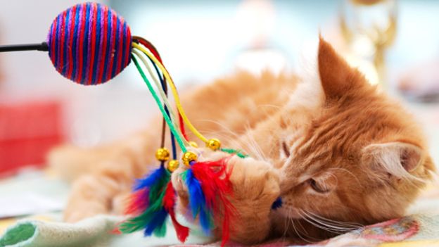 Игрушки для кошек своими руками из картона можно, сделать, игрушки, чтобы, также, трубы, кошка, будет, поэтому, время, отверстий, контейнер, положить, самостоятельно, кошки, может, игрушку, могут, такую, которыми
