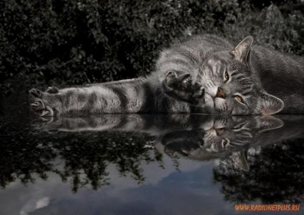 Очаровательные мурлыки 