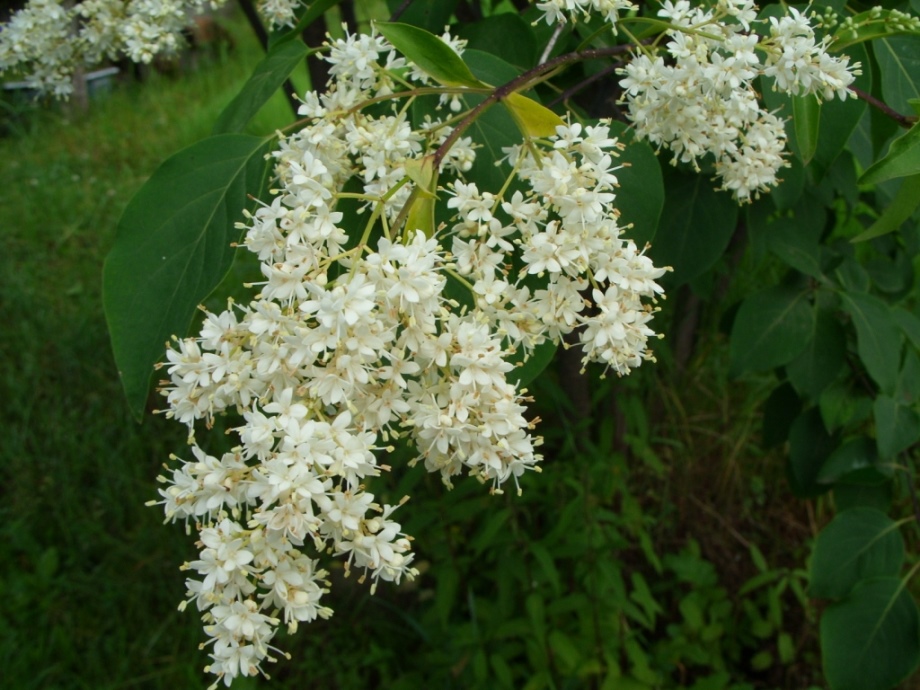 Белая амурская сирень фото (Syringa amurensis)