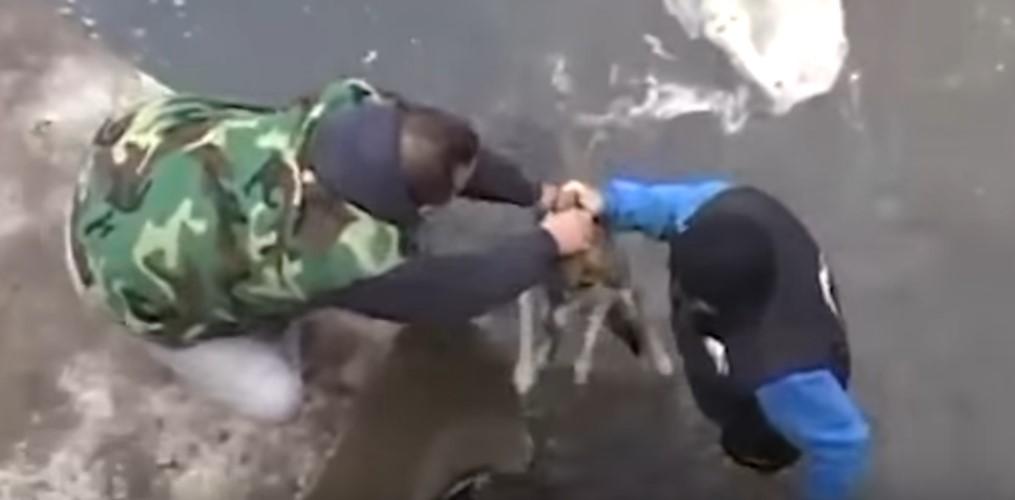 Мужчина спас собаку. Мужчина спасает собаку отлова. Потоп мужик спасает собаку.