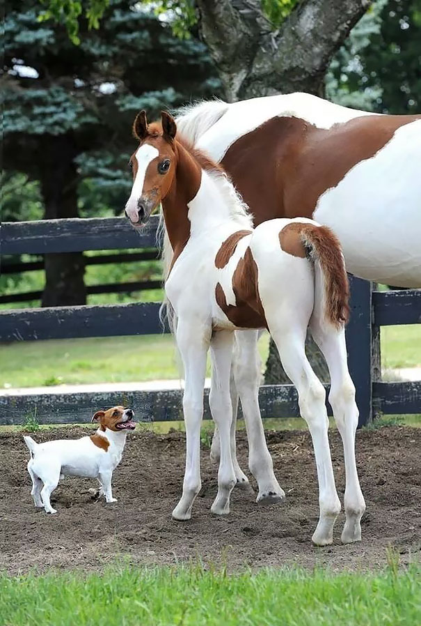 Такие родные, но от разных родителей