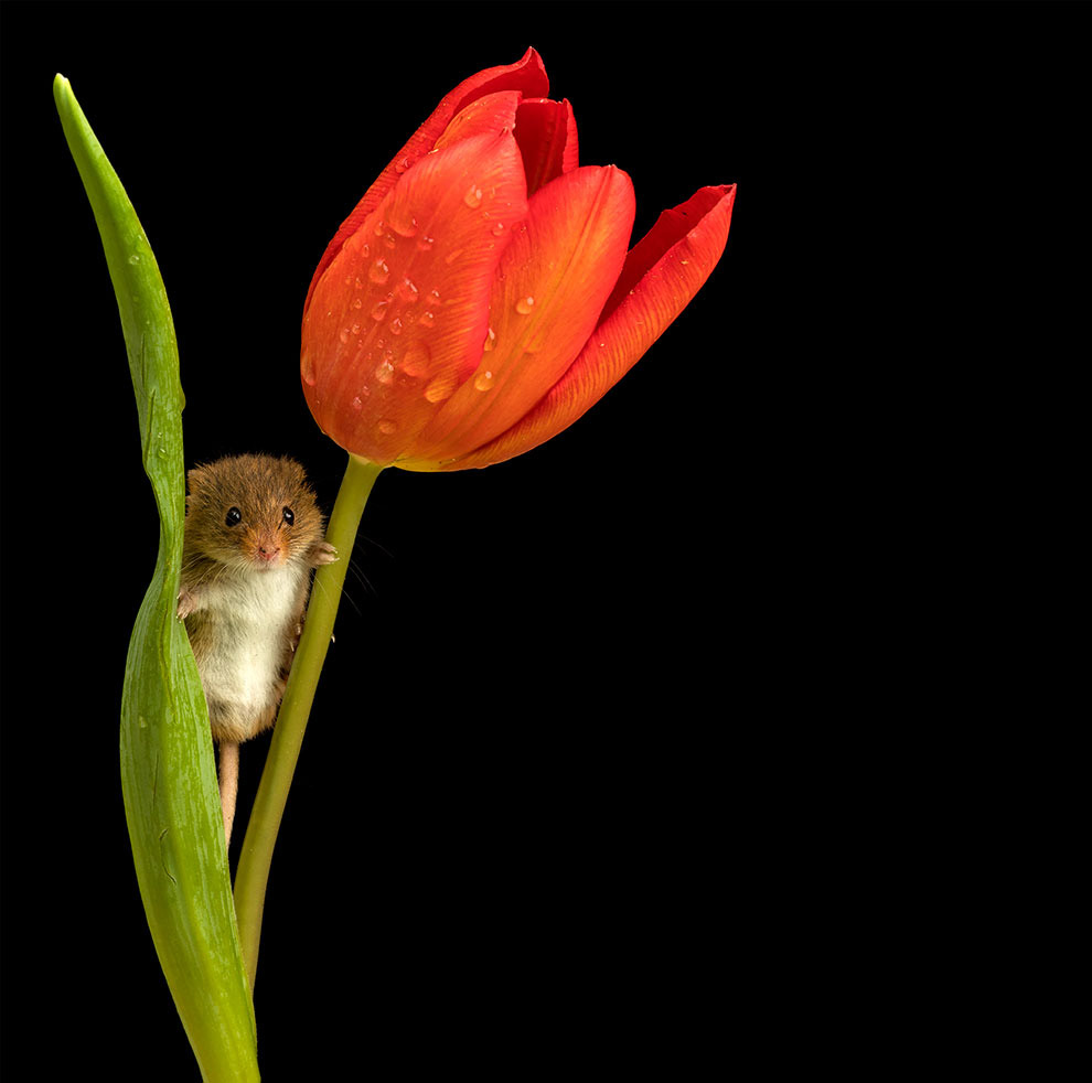Мышь Малютка в цветке