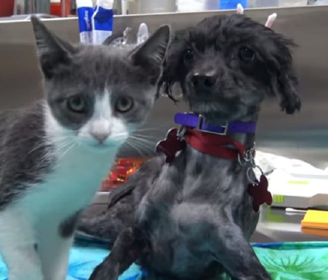 Собака и кот