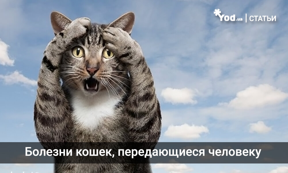 Ðолезни коÑек, пеÑедаÑÑиеÑÑ ÑеловекÑ