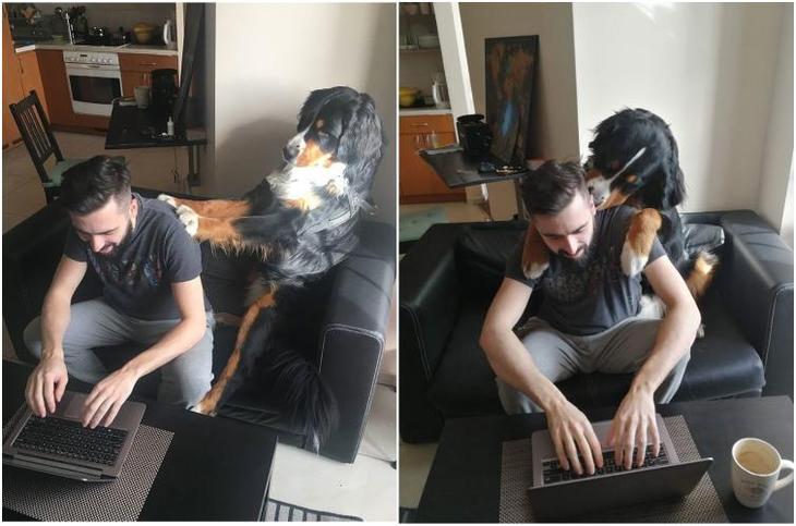 Люди вынуждены работать дома из-за карантина и вот как питомцы им помогают