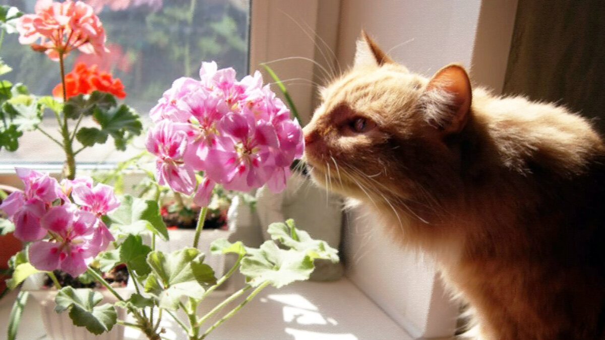 Один день из жизни кота Василия