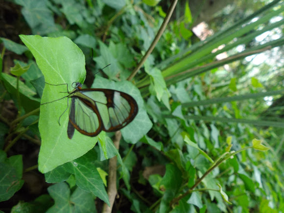Ты думаешь, я тебя не переиграю? 