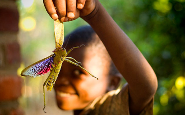 Нападение насекомых. Насекомые Африки. Саранча гигантская. Большие насекомые в Африке.